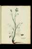  Fol. 49 

Geranium flore caeruleo
foljis Myrrhidis